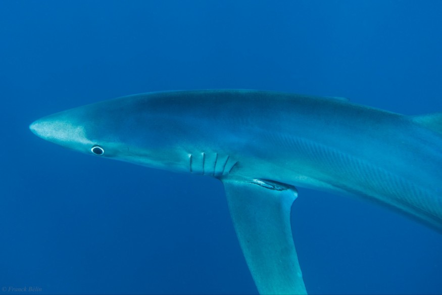 Un requin bleu de 2 mètres à Hyères !